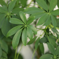 Schefflera arboricola - Vingerplant - Groene kamerplanten voor interieur
