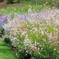 Collectie vaste planten voor tuinen en potten (x7)