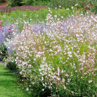 Deschampsia cespitosa, Gaura lindheimeri, Nepeta faassenii, Perovskia atriplicifolia, Echinacea pallida                 - 5 vaste planten voor zonnige border - Bloeiende vaste planten