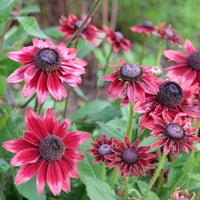 Bloeiende vaste planten - Zonnehoed, Kokardebloem, Margriet (x6) - Rudbeckia Cherry Brandy, Gaillardia Kobold, Leucanthemum Banana Cream