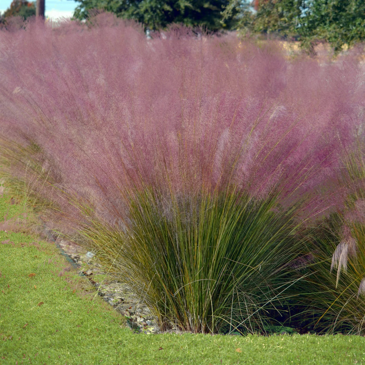 4 decoratieve siergrassen - Muhlenbergia capillaris, Stipa tenuissima - Bakker