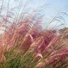 Muhlenbergia - roze (x2) - Bakker