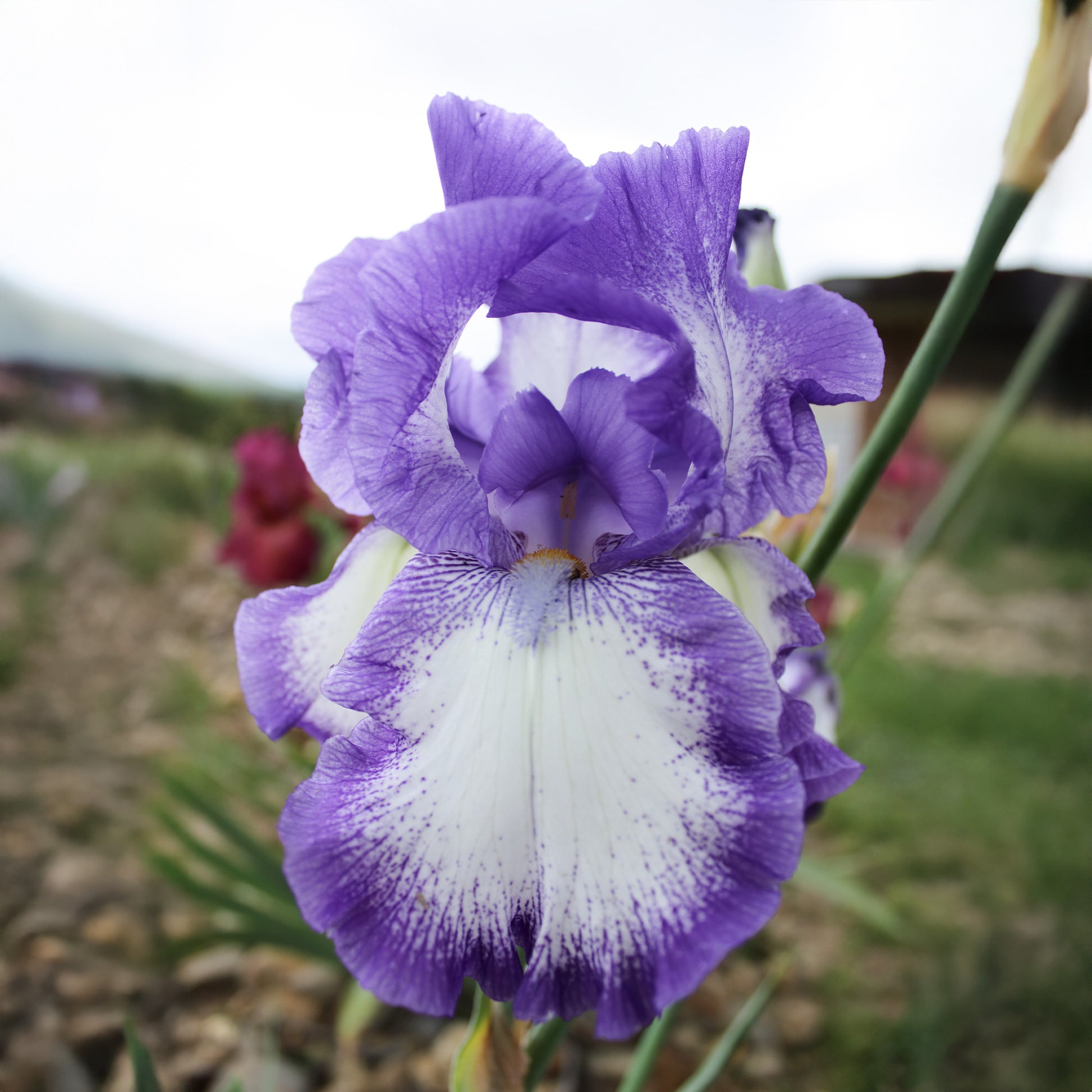 Baardiris 'On Edge' (x2) - Iris germanica on edge - Bakker