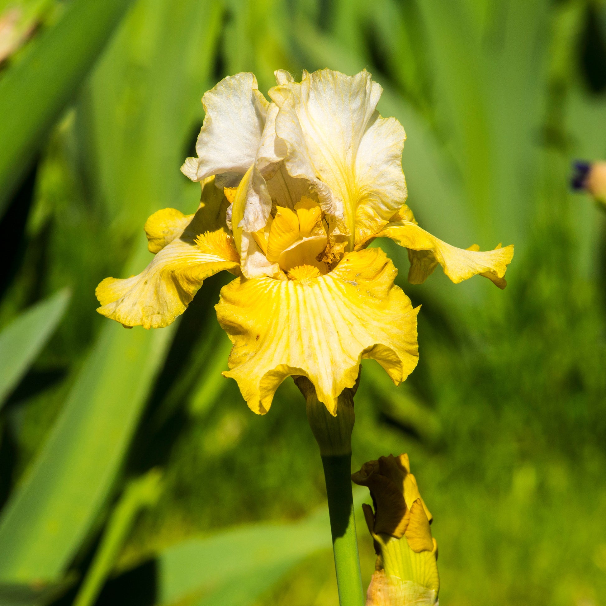 Baardiris 'Sangreal' (x2) - Iris germanica sangreal - Bakker
