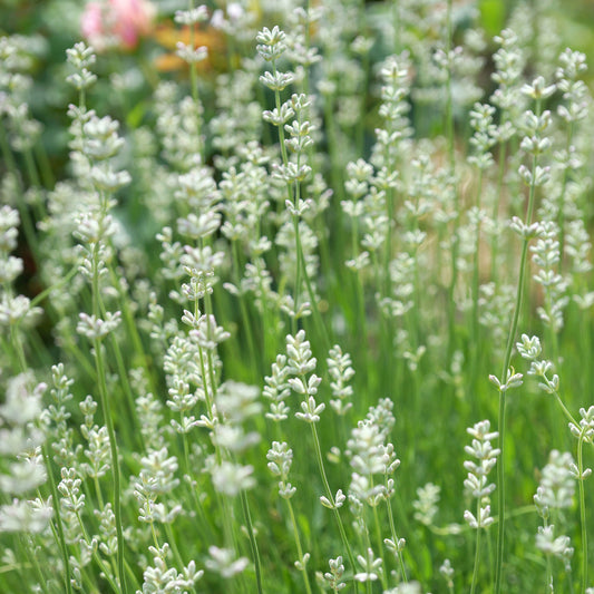 Lavendel 'Alba' (x2) - Bakker