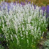 Lavendel 'Alba' (x2) - Lavandula angustifolia alba - Bakker