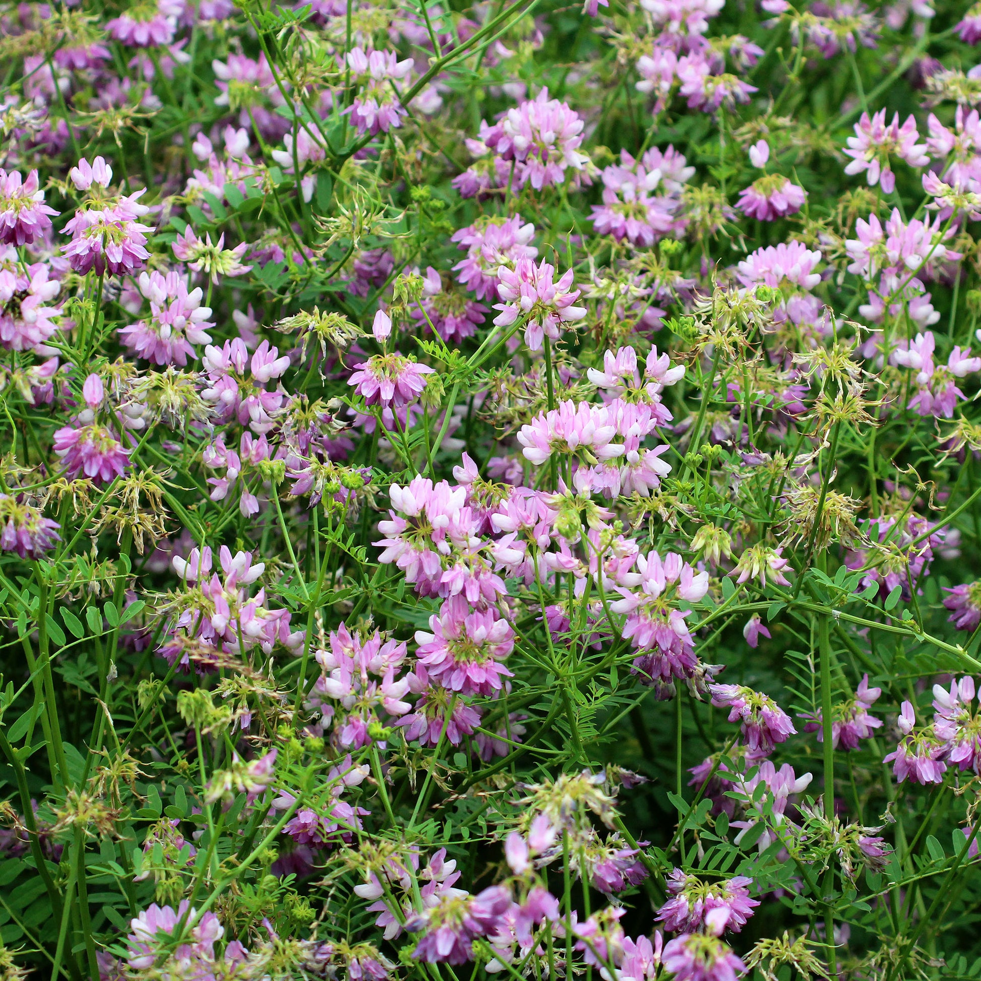 Bont kroonkruid (x2) - Coronilla varia - Bakker