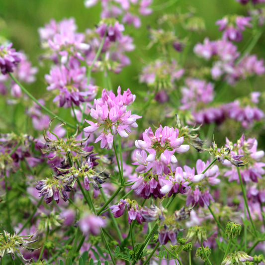 Bont kroonkruid (x2) - Bakker