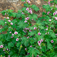 Groot kaasjeskruid 'Zebrina' (x2)