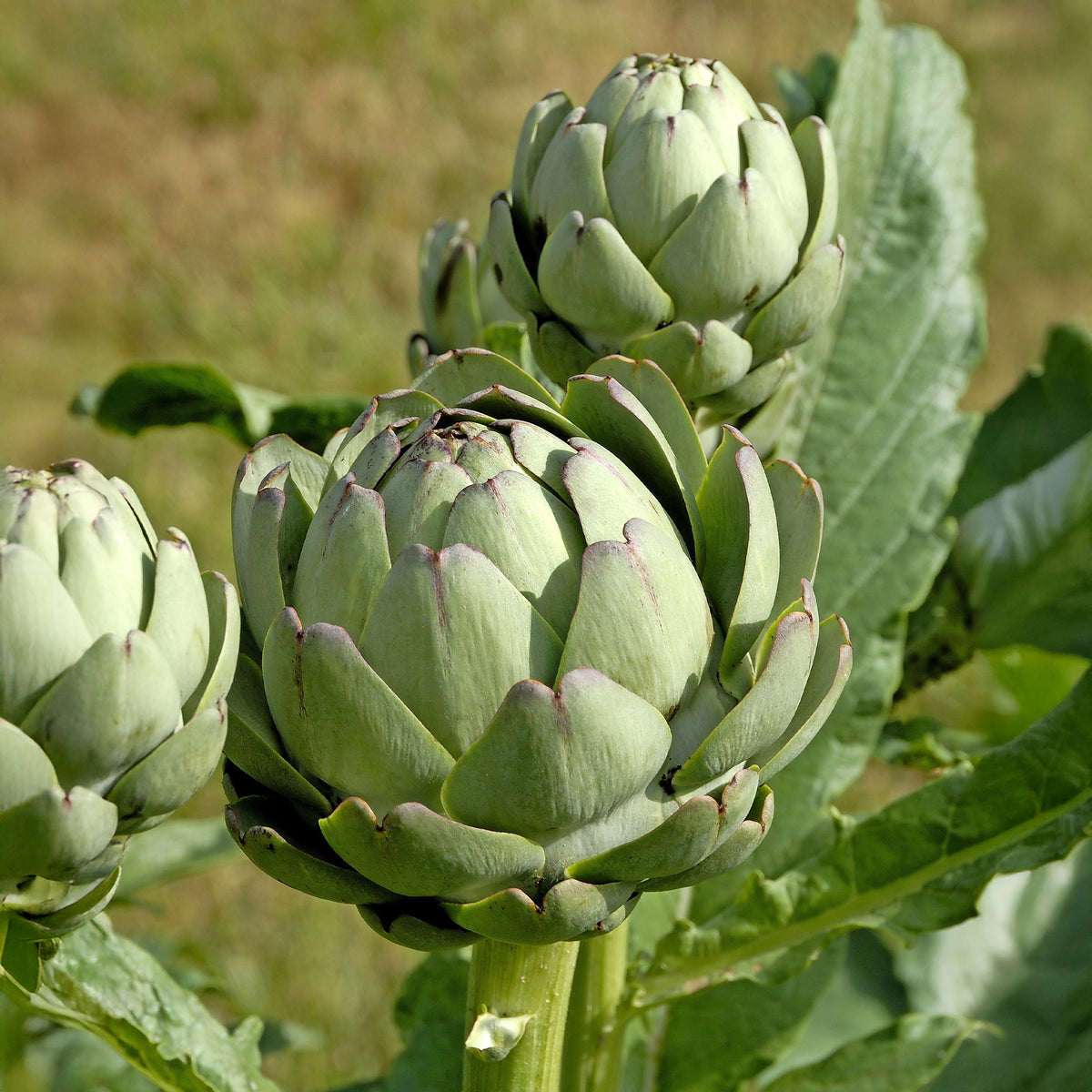 Artisjok 'Laon' - Cynara scolynus Vert de Laon - Bakker