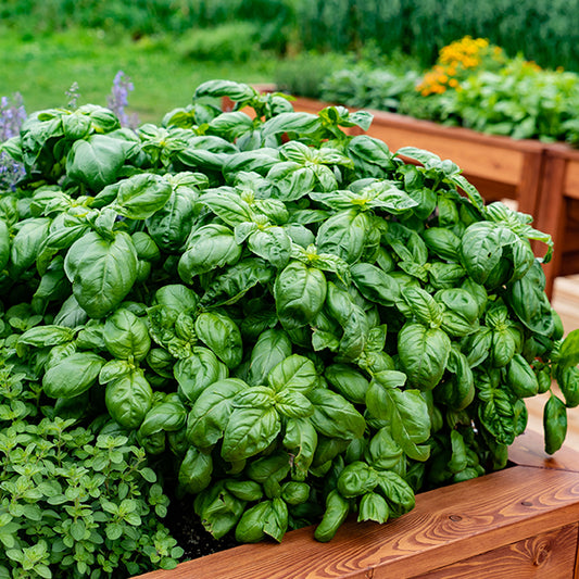 Basilicumplant - groot - Bakker