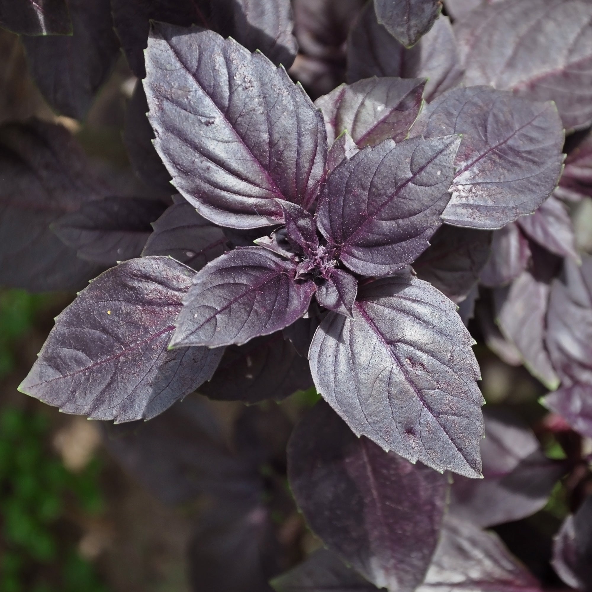 Rode basilicum - Ocimum basilicum purpurascens | Bakker.com