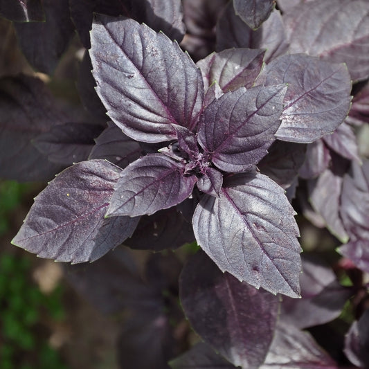 Rode basilicum - Bakker