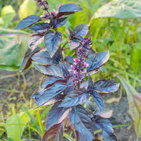 Verkoop Rode basilicum - Ocimum basilicum purpurascens