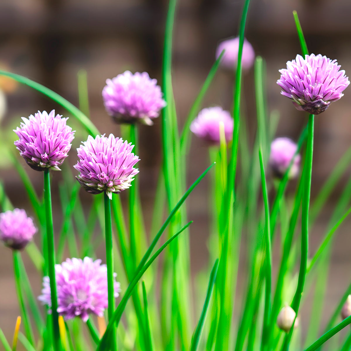 Verkoop Bieslook - Allium schoenoprasum