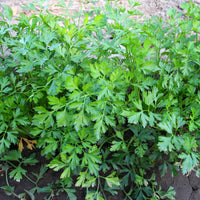 Verkoop Gewone peterselie - Petroselinum crispum