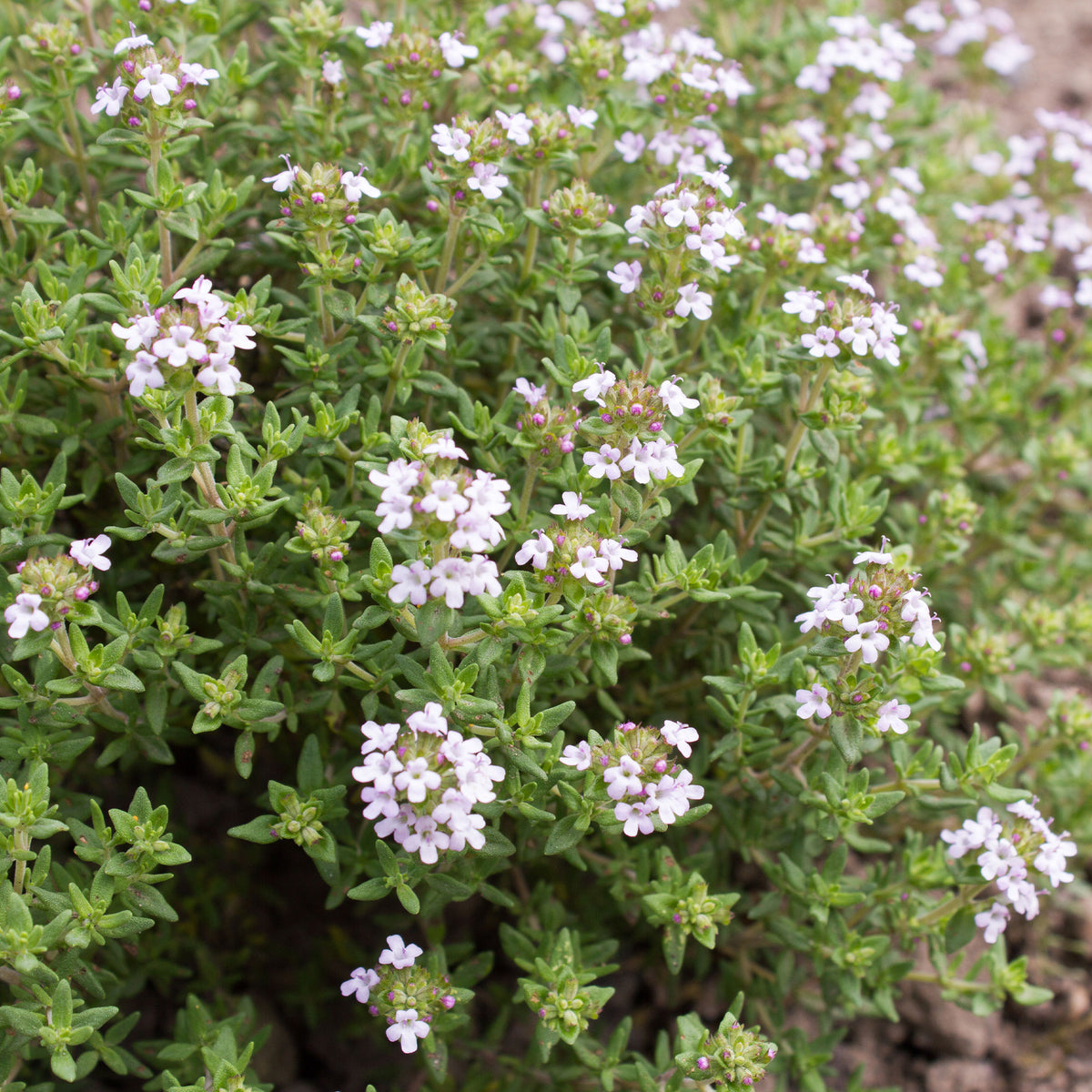 Echte tijm - Thymus vulgaris - Bakker