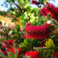 Bloeiende heesters - Lampepoetserplant - Callistemon laevis
