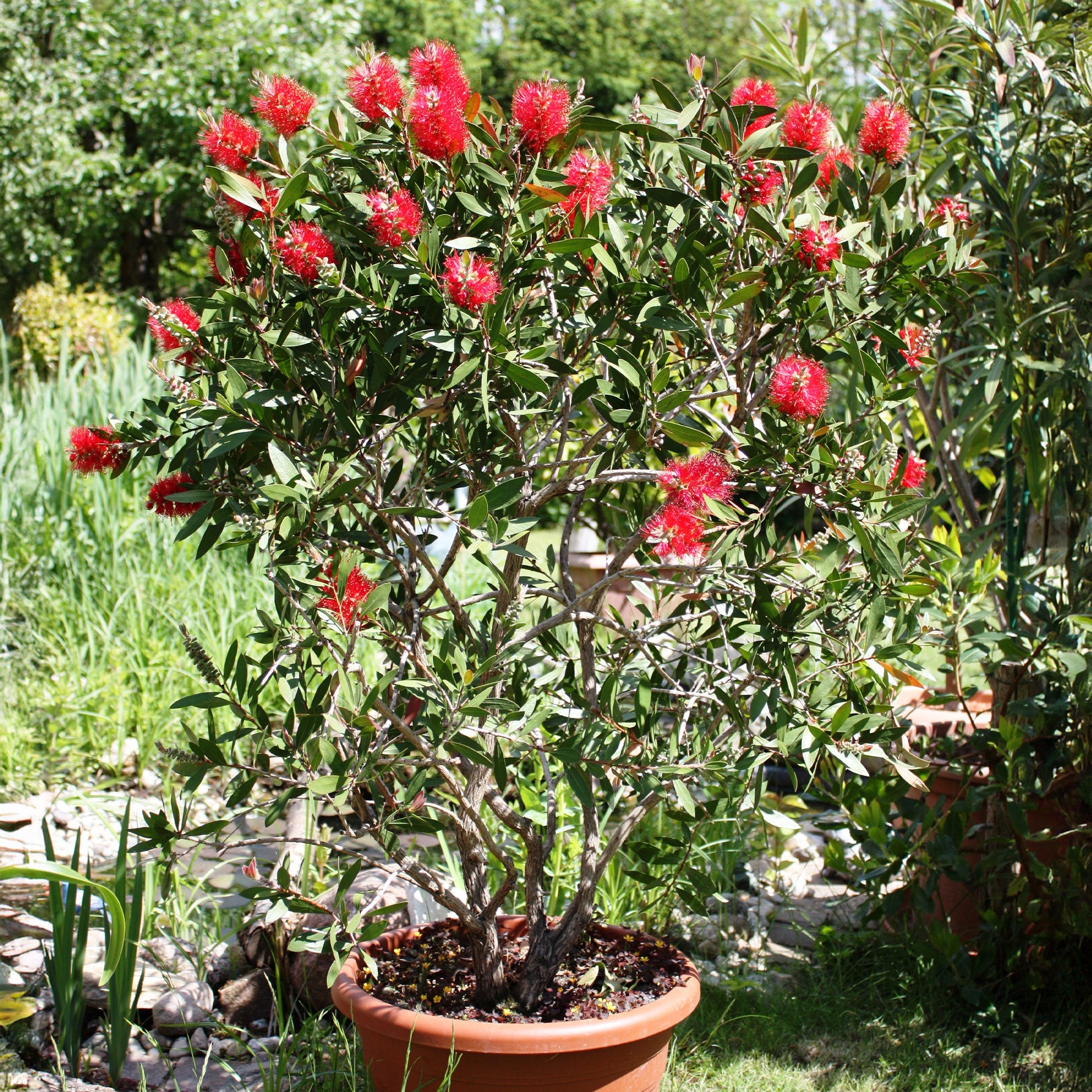 Lampepoetserplant - Bakker