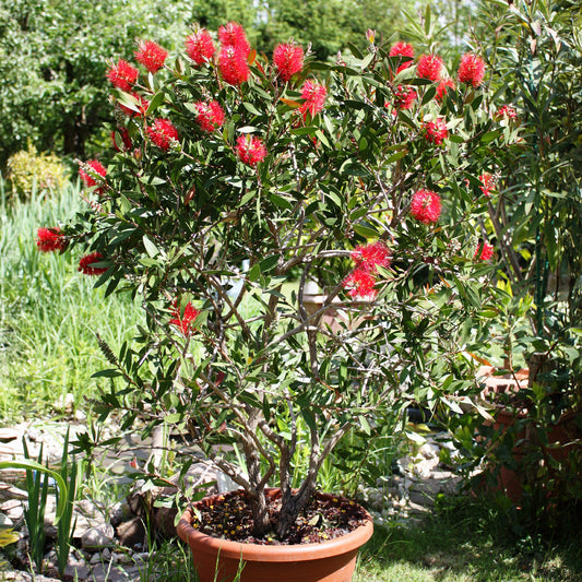 Lampepoetserplant - Bakker