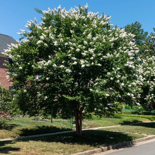 Indische sering - wit - Bakker