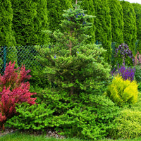Koreaanse spar - Abies koreana - Bakker