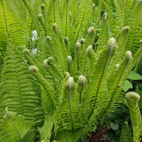 Matteuccia struthiopteris - Struisvaren (x2) - Vaste planten