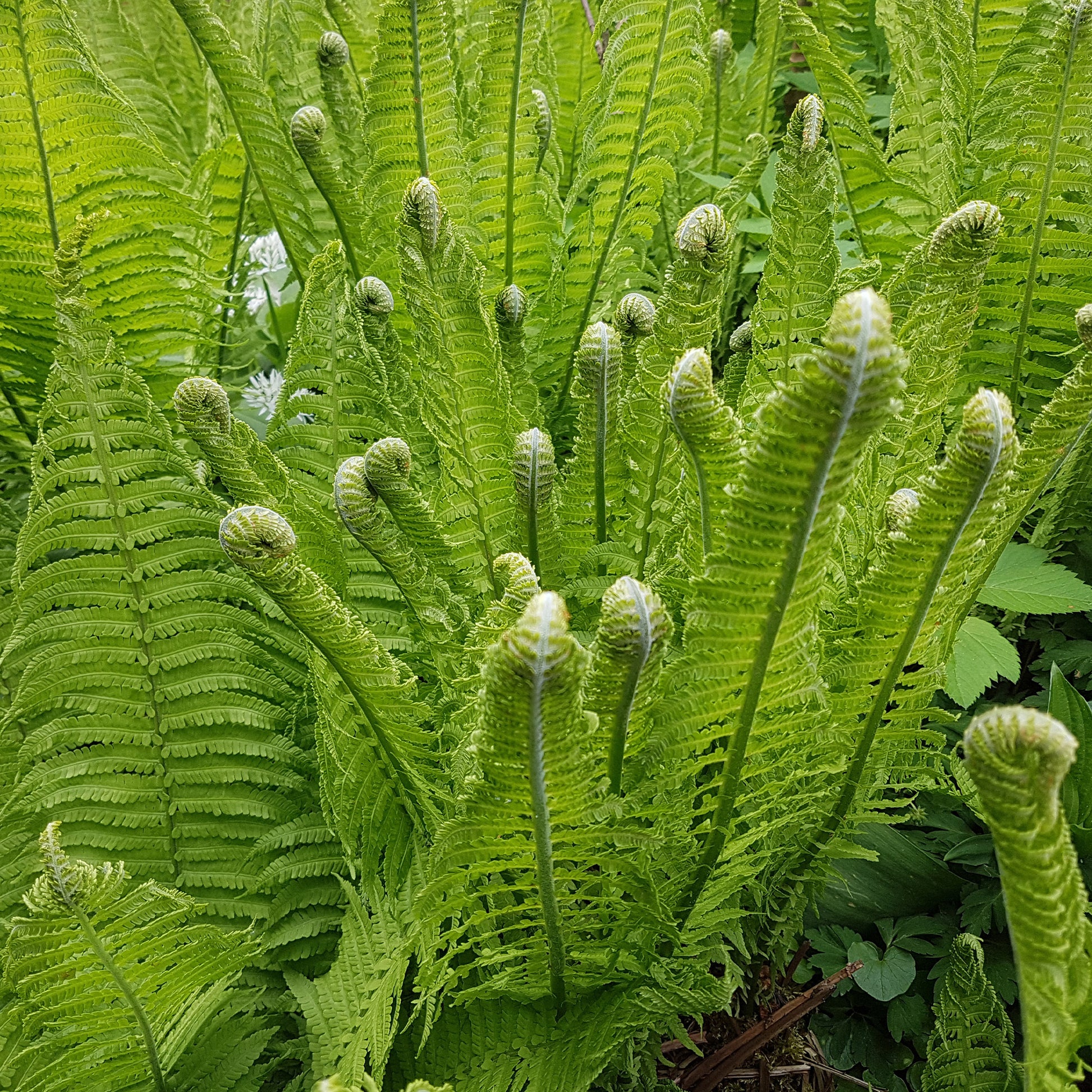 Matteuccia struthiopteris - Struisvaren (x2) - Vaste planten