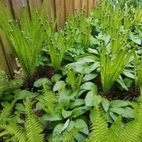 Struisvaren (x2) - Matteuccia struthiopteris - Bakker