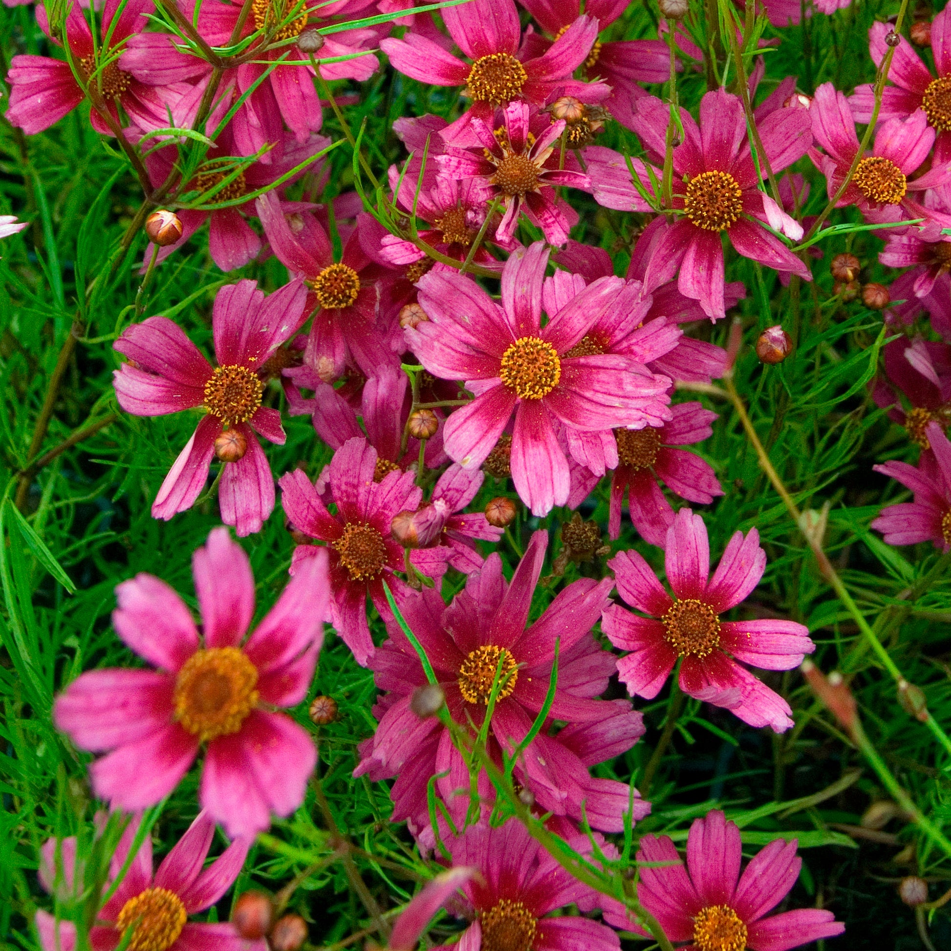 Meisjesogen Heaven's Gate - Coreopsis rosea heaven's gate - Bakker