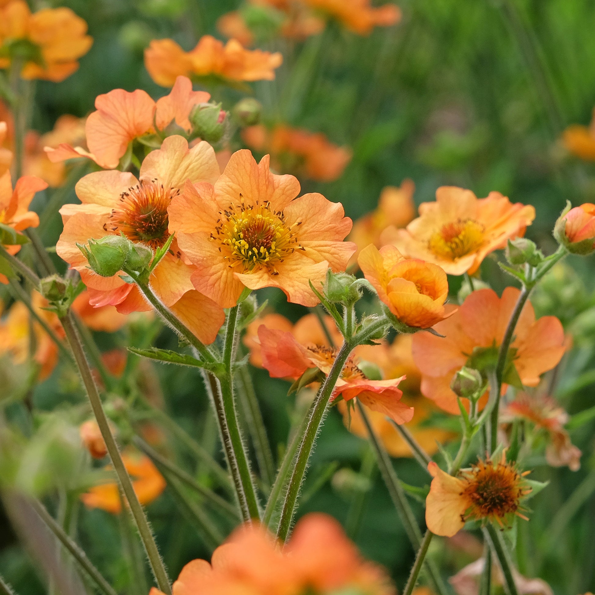 Verkoop Nagelkruid Totally Tangerine