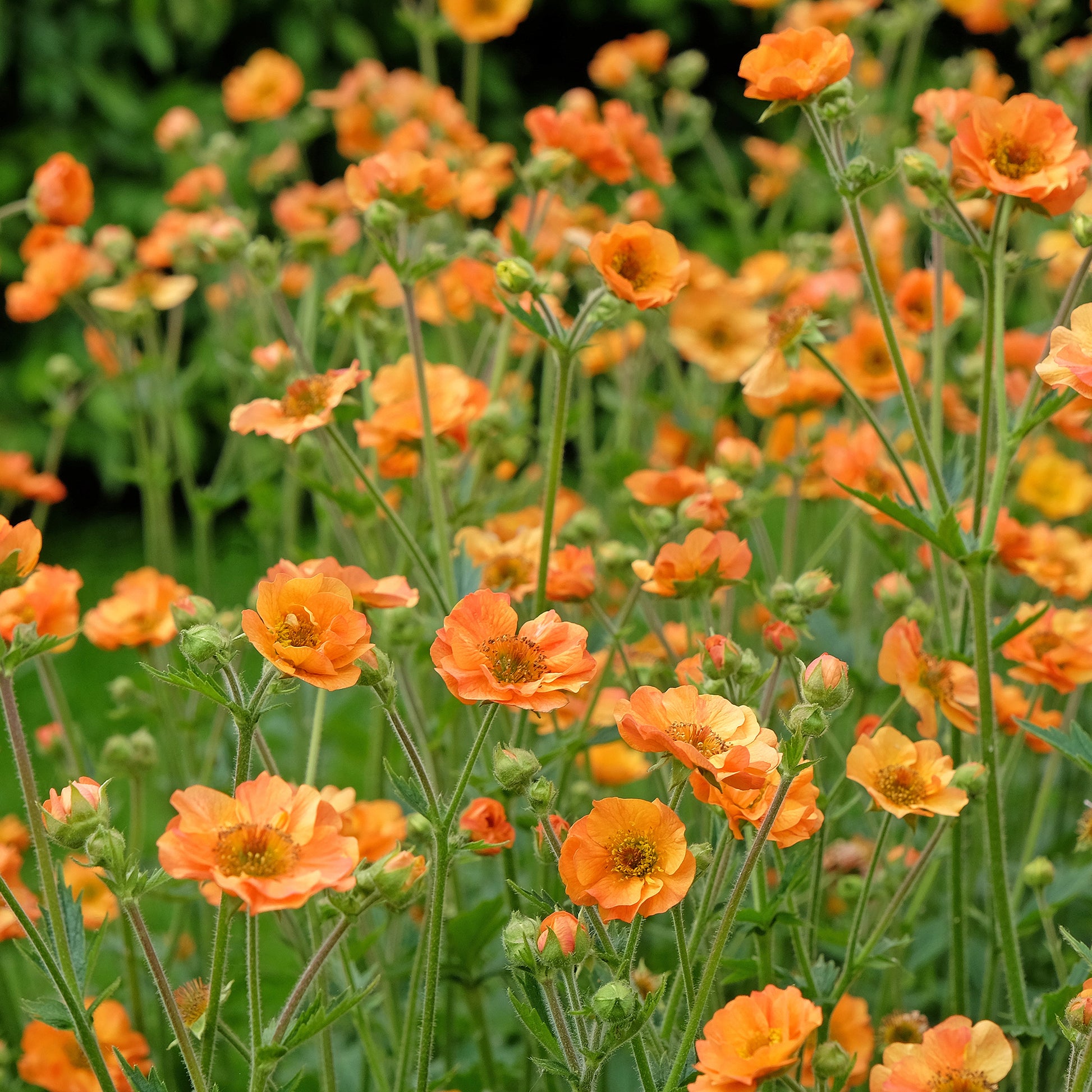 Verkoop Nagelkruid Totally Tangerine - Geum Totally Tangerine