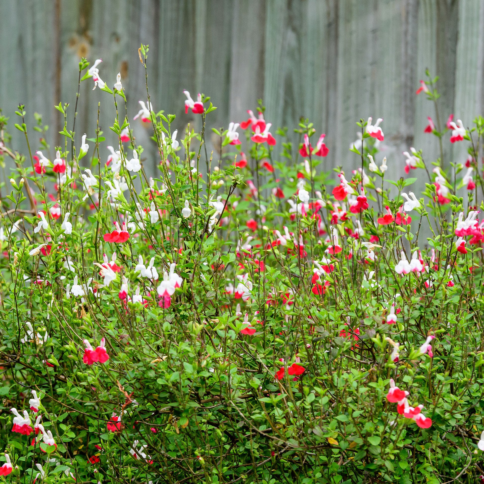 Salvia microphylla hotlips (grahamii) - Salie 'Hotlips' - Salie