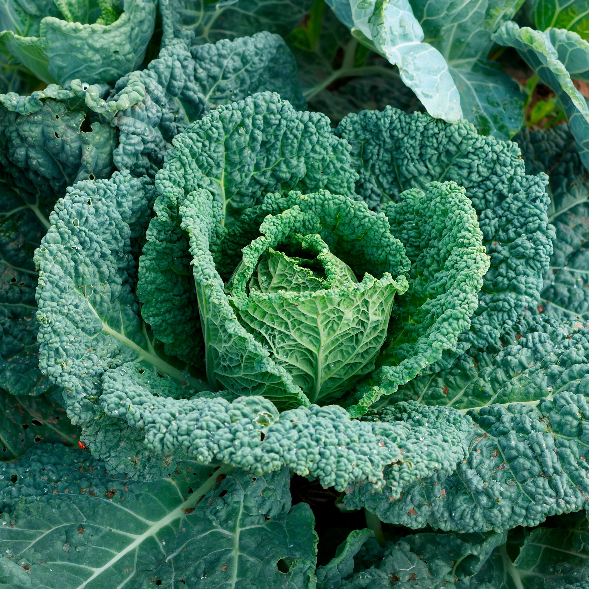 Savooiekool 'Capriccio F1' - Brassica oleracea sabauda capriccio f1 - Bakker