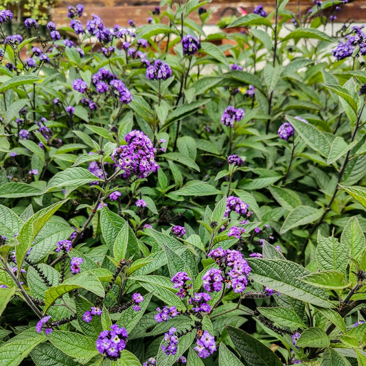 Heliotroop (x3) - Bakker