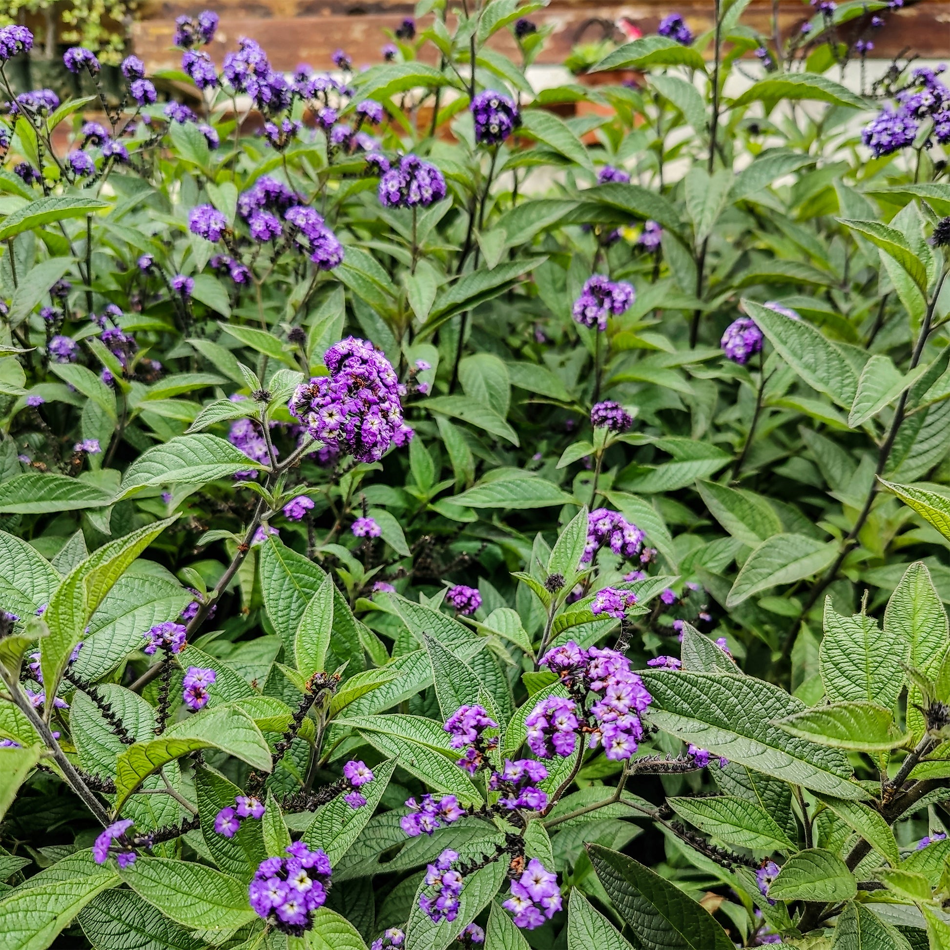 Heliotroop (x3) - Bakker