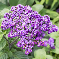 Heliotroop (x3) - Heliotropium peruvianum - Bakker