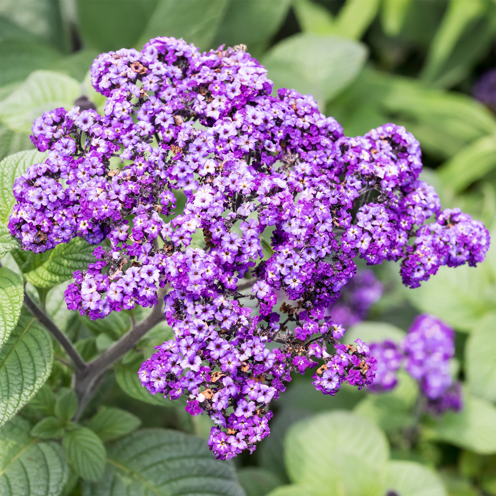 Heliotroop (x3) - Heliotropium peruvianum - Bakker