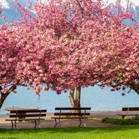 Verkoop Japanse sierkers 'Kanzan' - Prunus serrulata Kanzan