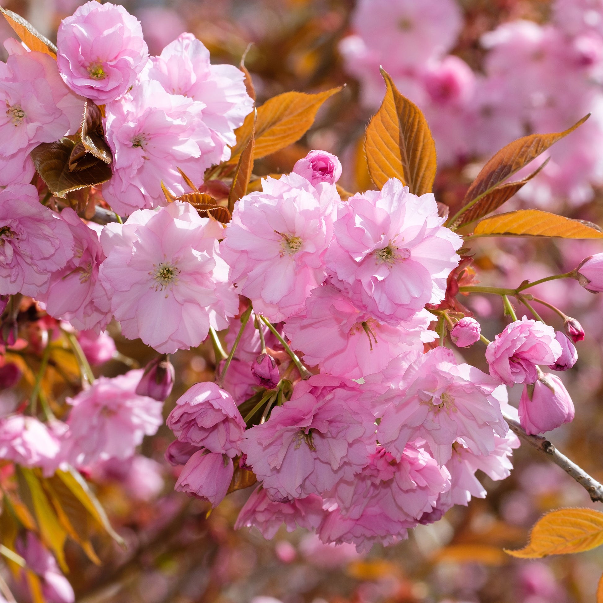 Japanse sierkers 'Kanzan' - Prunus serrulata Kanzan - Bakker
