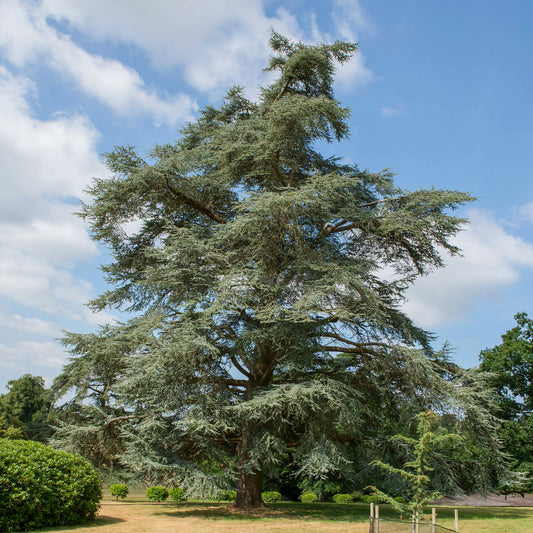 Blauwe ceder - Bakker