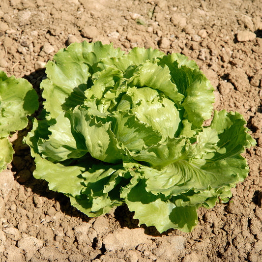 IJsbergsla Batavia Great Lakes - Bakker