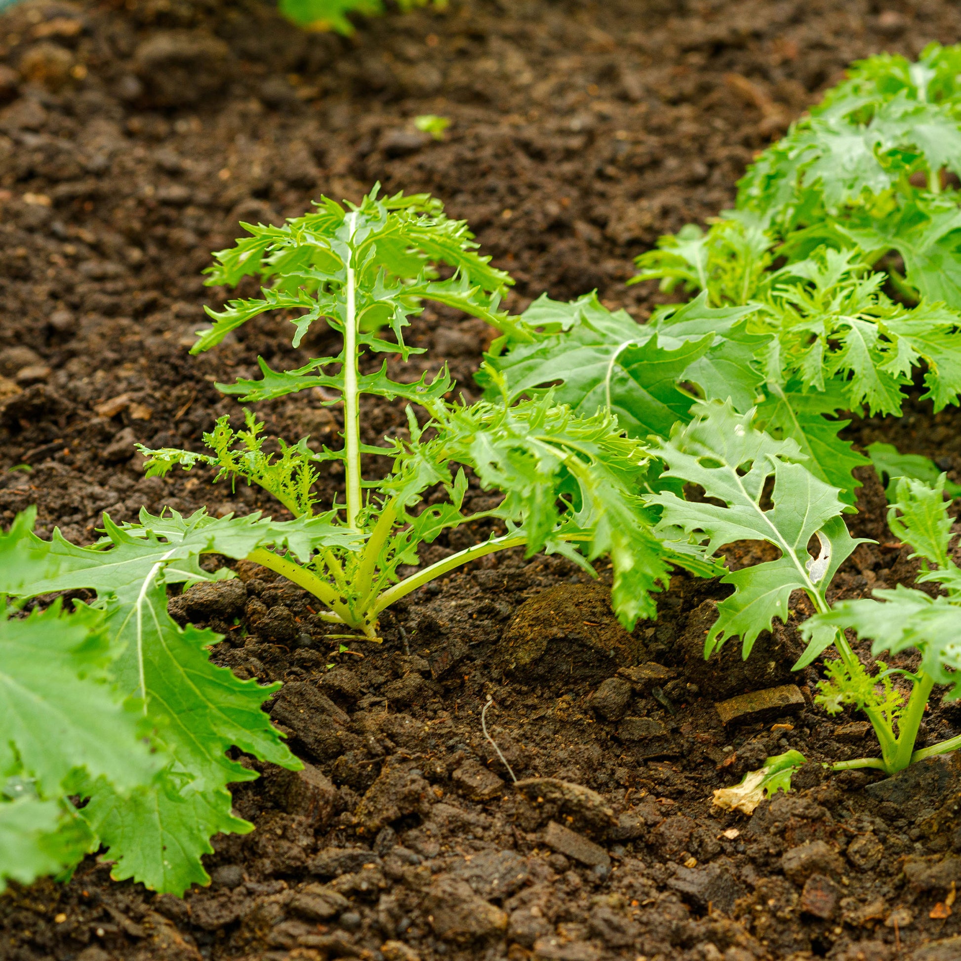 Koolzaden - Raapsteel 'Mizuna' - BIO - Brassica rapa japonica mizuna