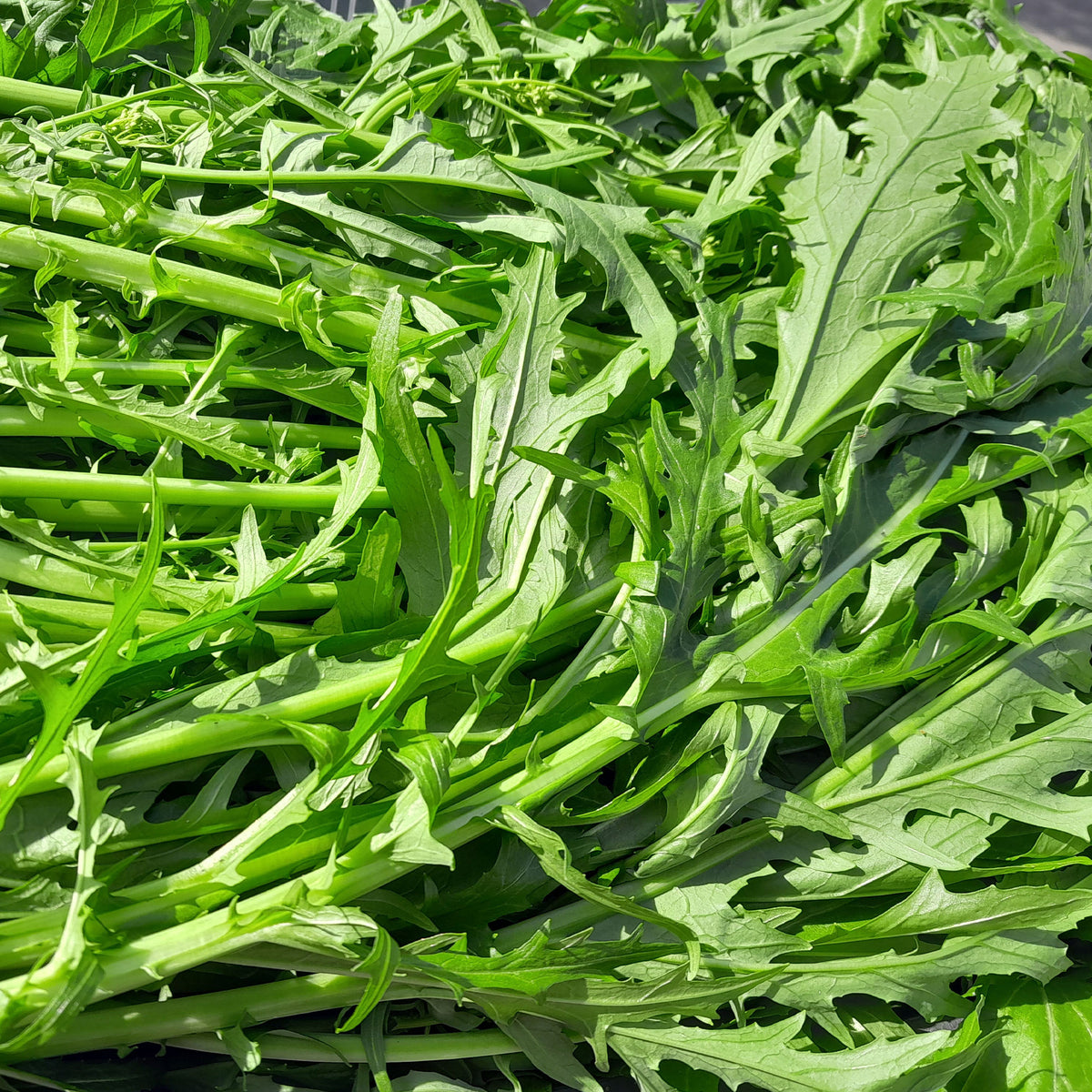 Verkoop Raapsteel 'Mizuna' - BIO - Brassica rapa japonica mizuna
