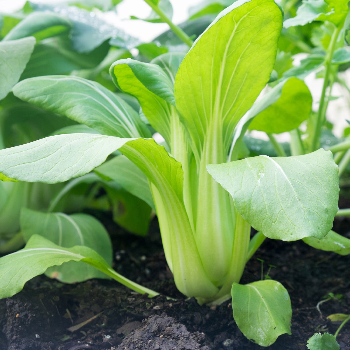 Brassica campestris chinensis green fortune - Paksoi 'Green Fortune' - Koolzaden
