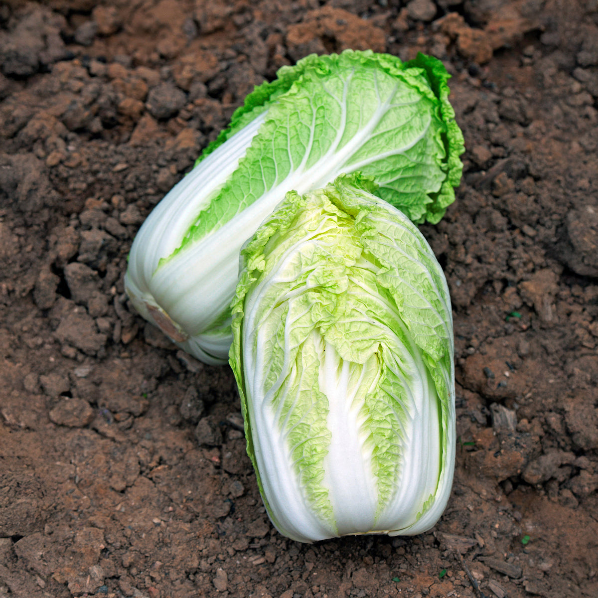 Chinese kool Spectrum F - Brassica pekinensis spectrum f1 - Bakker