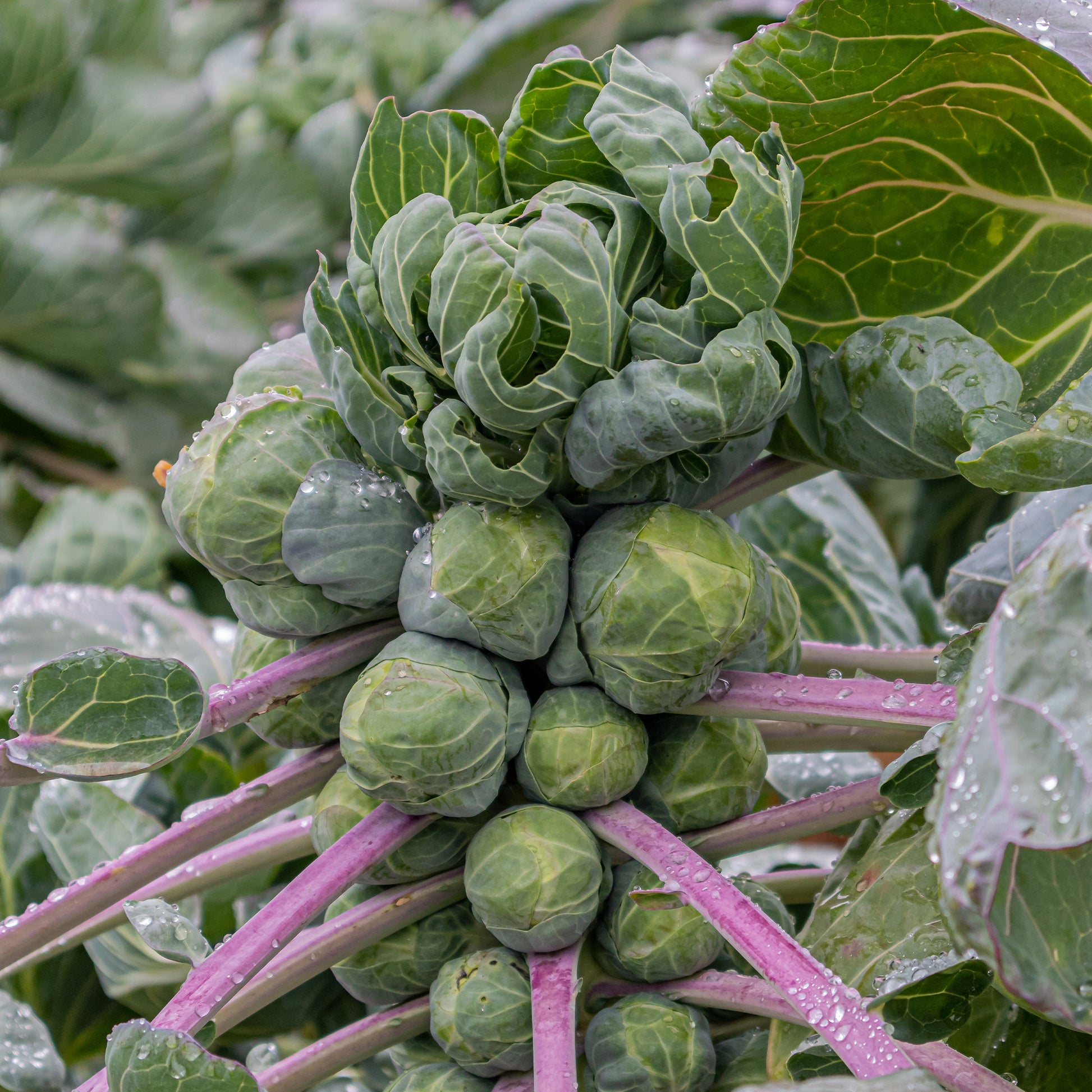 Spruiten 'Roodnerf' - Brassica oleracea roodnerf - Bakker