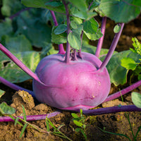 Koolrabi Blaro Bio - Brassica oleracea blaro - Bakker