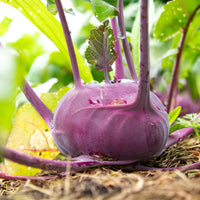 Koolrabi Blaro Bio - Bakker