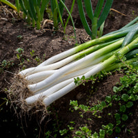 Kruiden - Grof bieslook 'Ishikura Long White' - Allium fistulosum ishikura long white